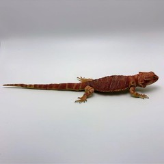 Living Creatures Encyclopedia Premium – Bearded Dragon (Red)