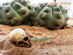 Skull Human Skeleton 1/6 PVC 3D Printed Model DIY Halloween Ornament Toys