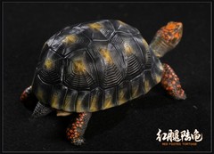 Np Common Box Chinese Three-striped Box Turtle Figure Tortoise Animal Model