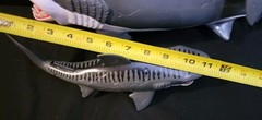 Animal Planet Shark Submarine Adventure Playset Lot Extra Sharks & Diver & Cage
