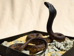 Snake Gorge Egyptian Cobra Figure Naja Haje Animal Model Adult Xmas Gift Toys