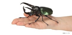 The Diversity of Life on Earth Beetle Vol. 06 Figure Bandai Capsule Toy Gashapon