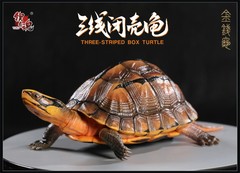 Np Common Box Chinese Three-striped Box Turtle Figure Tortoise Animal Model