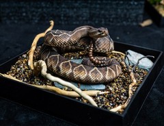 Snake Gorge Crotalus Durissus Figure Animal Model Decor Adult Xmas Gift Toys