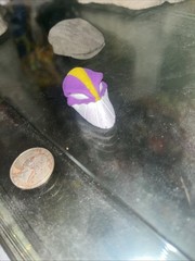 Custom The Maxx Head Pointy Teeth 1/6 Scale Painted With Homeless Cap