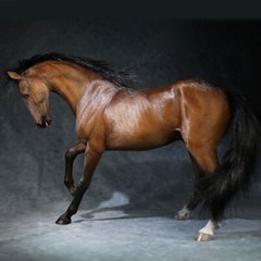 Mr.Z 1/6 Scale Animal Resin Simulation Toy Akhal-Teke Horse Figure 6 Color Model
