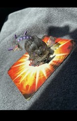Bakugan B2 Darkus Hydranoid Single Headed Battle Brawler