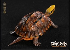 Np Common Box Chinese Three-striped Box Turtle Figure Tortoise Animal Model