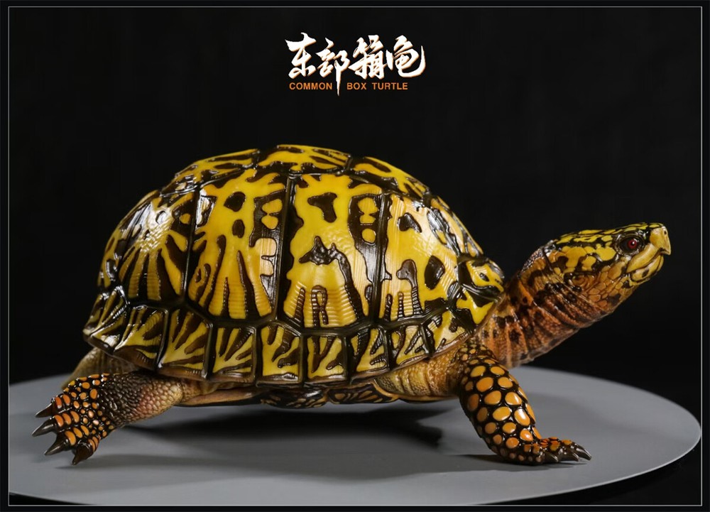 Np Common Box Chinese Three-striped Box Turtle Figure Tortoise Animal Model