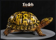 Np Common Box Chinese Three-striped Box Turtle Figure Tortoise Animal Model