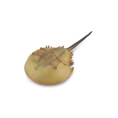 CollectA Realistic Animal Replica Horseshoe Crab Figure Extra Large Ages 3+