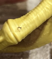 Jurassic Park Hammond Collection Geosternbergia Dinosaur Figure – SEE DESC.