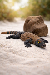 Articulated Komodo Dragon 3D Printed – 12” Reptile Toy Model – Realistic Eyes