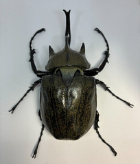 The Diversity of Life on Earth Advance Beetle 04 w/ stands Online version Bandai