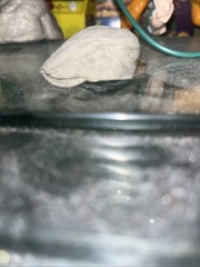 Custom The Maxx Head Pointy Teeth 1/6 Scale Painted With Homeless Cap