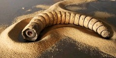 dune sandworm