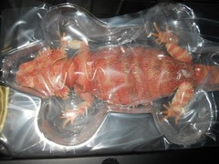 Bandai The Diversity of Life on Earth Premium Central Bearded Dragon Figure Red