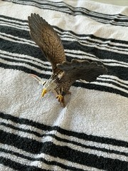 Schleich Bald Eagle Animal Figure Bird of Prey 2016 Retired NWT