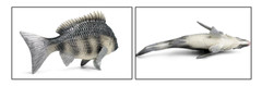 16.5cm Tilapia Fish PVC Toy Ocean Sea Animal Figure Kids Gift