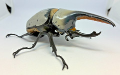 The Diversity of Life on Earth Beetle 10 Action Figure Bandai Capsule Toy