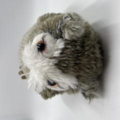 Pigwidgeon Plush Ron’s Pig Owl Wizarding World of Harry Potter Universal Studios