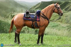 DID 1/6 Scale Brown-Red War Horse (Standing) for 12″ Figures E60082