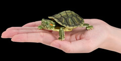 The Diversity of Life on Earth Advance Turtle 01 Figure Bandai Premium Gashapon