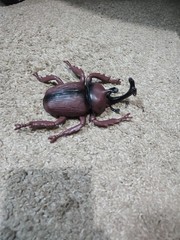 Greenbriar International Japanese Rhinoceros Beetle – 5.5 Inches