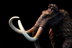 TNG Mammonteus Primigenius Model Elephant Animal Figure Toys Decor Xmas Gift