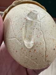 Vtg 80s Ideal MANGLOR Egg Only 1984