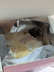 TNT SPACE DORA Shanghai Dream Vinyl Plush Taowu Confirmed New Open Box