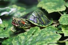 The Diversity of Life on Earth Advance Turtle 01 Figure Bandai Premium Gashapon