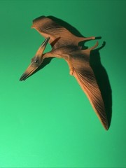 CollectA Realistic Animal Replica Pteranodon Figure for Ages 3 Years and Up