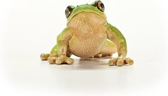schleich 14882 European Tree Frog, from 3 years WILD LIFE – Figurine, 4 x 5 x 3