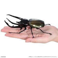 The Diversity of Life on Earth Beetle 10 Action Figure Bandai Capsule Toy