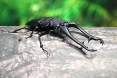 The Diversity of Life on Earth Giraffe Stag Beetle & Hexarthrius Mandibularis