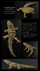 PSL The Diversity of Life on Earth Advance Selected Edition 02 Gecko Bandai