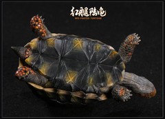 Np Common Box Chinese Three-striped Box Turtle Figure Tortoise Animal Model