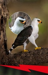 Wild Animal Raptor Series Model Philippine Eagle American Harpy Eagle Decoration