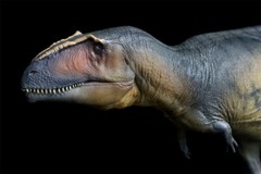 PNSO 1/35 Giganotosaurus 17 Model Prehistoric Dinosaur Animal Figure Gift Toys
