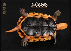 Np Common Box Chinese Three-striped Box Turtle Figure Tortoise Animal Model