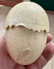 Vtg 80s Ideal MANGLOR Egg Only 1984