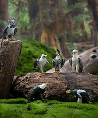 Wild Animal Raptor Series Model Philippine Eagle American Harpy Eagle Decoration