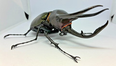 The Diversity of Life on Earth Beetle 10 Action Figure Bandai Capsule Toy