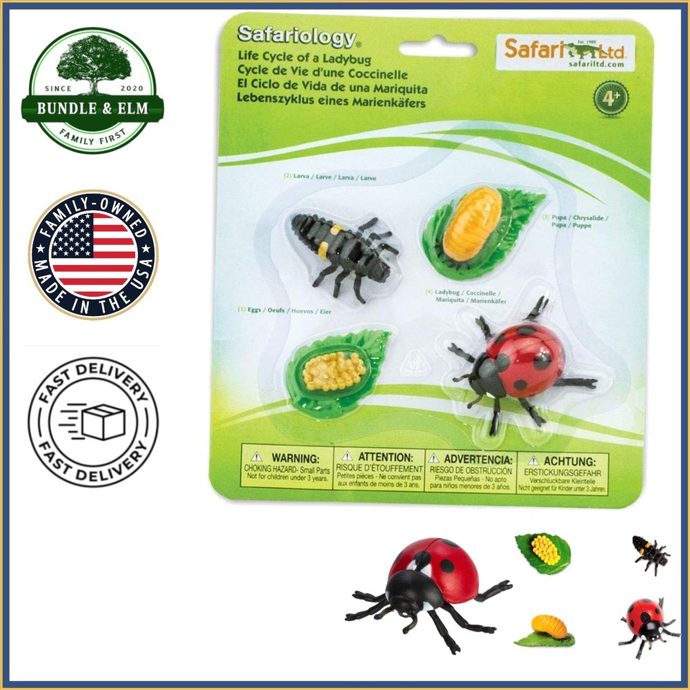 Interactive Life Cycle of a Ladybug Toy for Ages 3+ with No Assembly Required