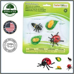 Interactive Life Cycle of a Ladybug Toy for Ages 3+ with No Assembly Required