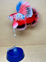 Bandai Capsule Toy Creatures Advanced Encyclopedia Betta (Full Moon Carp Betta)