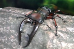 The Diversity of Life on Earth Giraffe Stag Beetle & Hexarthrius Mandibularis