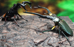 The Diversity of Life on Earth Advance Stag Beetle 02 w/ Display Stand & Wing