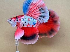 Bandai Capsule Toy Creatures Advanced Encyclopedia Betta (Full Moon Carp Betta)